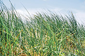 在阳光明媚的夏日，康沃尔纽基菲斯特海滩上的野草。