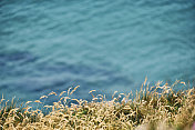 野生植物和海草俯瞰蓝色的海在康沃尔海岸，庞托尔，纽基，康沃尔一个阳光明媚的六月天。