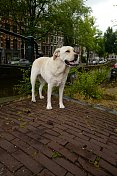 阿姆斯特丹的拉布拉多寻回犬