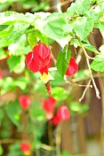 蒂罗尔灯/abutilon megapotamicum