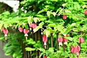 蒂罗尔灯/abutilon megapotamicum