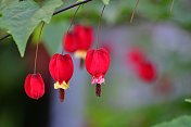 蒂罗尔灯/abutilon megapotamicum