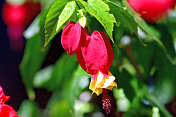 蒂罗尔灯/abutilon megapotamicum