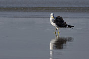 海鸥(Larus dominicanus)