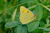 黄蝶(Colias hyale)