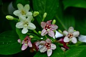 Weigela coraeensis花