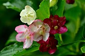 Weigela coraeensis花