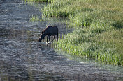 在科罗拉多州北部森林的湖中涉水的驼鹿