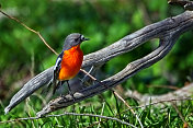 火焰罗宾(Petroica phoenicea)