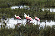 4只粉红琵鹭(Platalea ajaja)，冬天在佛罗里达东部海岸线附近的梅里特岛野生动物保护区的沼泽中被发现。