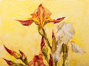 时尚的春天插图寓言鲜花现代艺术作品印象派我的原始油画在画布上印象派水平的具象象征的静物盛开的白色和红色的鸢尾花 时尚的春天插图寓言鲜花现代艺术作品印象派我的原始油画在画布上印象派水平的具象象征的静物盛开的白色和红色的鸢尾花