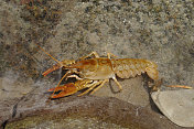 白螯虾(白螯虾)