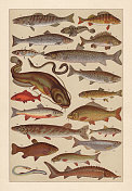淡水鱼，色版画，1896年出版