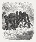 狼蛛(兽孔科)和青蛙，木刻，1895年出版