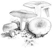 草-绿色鲁苏拉蘑菇 - 鲁苏拉・阿鲁吉尼亚