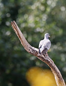 鸽子种群(Columba oenas)