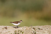 普通鹬(Actitis hypoleucos)