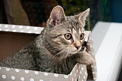 可爱的小猫在纸箱里