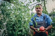 成熟的男人拿着大的有机自产番茄