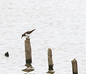 普通鹬(Actitis hypoleucos)