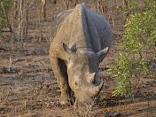 南非克鲁格国家公园的黑犀牛