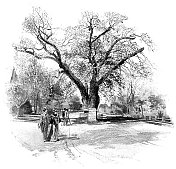 美国马萨诸塞州剑桥市的华盛顿榆树――19世纪