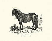 马种，威尔士小马，19世纪的版画
