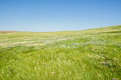 绿草蒙大拿草原与郁郁葱葱的草和蓝天