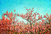一个开花的果园的水彩插图
