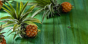 迷你泰国菠萝在翠绿色/蓝色，绿松石色风化木镶板的桌子背景。