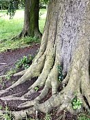 欧洲山毛榉树(山毛榉)的图像，平展的支撑物，树干和根被常春藤覆盖