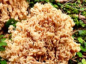黄珊瑚菌