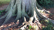 欧洲山毛榉树(山毛榉)的图像，平展的支撑物，树干和根被绿色地衣覆盖