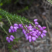 Erica Tetralix Linné - Bell Heather