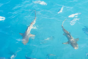 海洋里的热带鱼和小鲨鱼