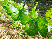法国勃艮第波玛尔的葡萄园叶。