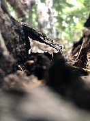 Scenes from a Forest  - Northeast USA - Ant’s Eye View