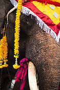 泰国大象的细节装饰
