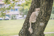一只家猫正在公园里爬树