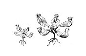 古代植物学插图:忘忧草