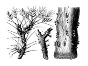 古董植物学插图： 皮洛斯泰尔斯 ・ 豪斯克内希蒂， 阿波丹斯 ・ 弗拉古蒂亚纳， 皮洛斯造型考洛特雷蒂