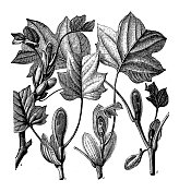 古植物学插图:鹅掌楸、郁金香树