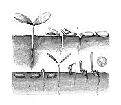 古植物学插图:种子芽
