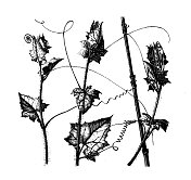 古植物学插图:花楸，红花楸，白花楸，英国曼德拉草