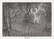 红树林景观,木刻,出版于1894年 红树林景观,木刻,出版于1894年