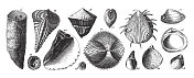 白垩纪系统的化石，化石，骨骼和矿砂雕刻古董插图，出版于1851年