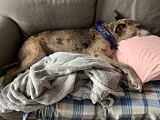 高级狗狗躺在沙发上