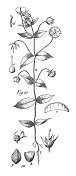 来自不同科的栽培植物;装饰、食用或药用雕刻古董插图，出版于1851年