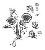 来自不同家族的播种面包栽培植物;装饰、食用或药用雕刻古董插图，出版于1851年