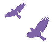 乌鸦飞翔的剪影 乌鸦飞翔的剪影